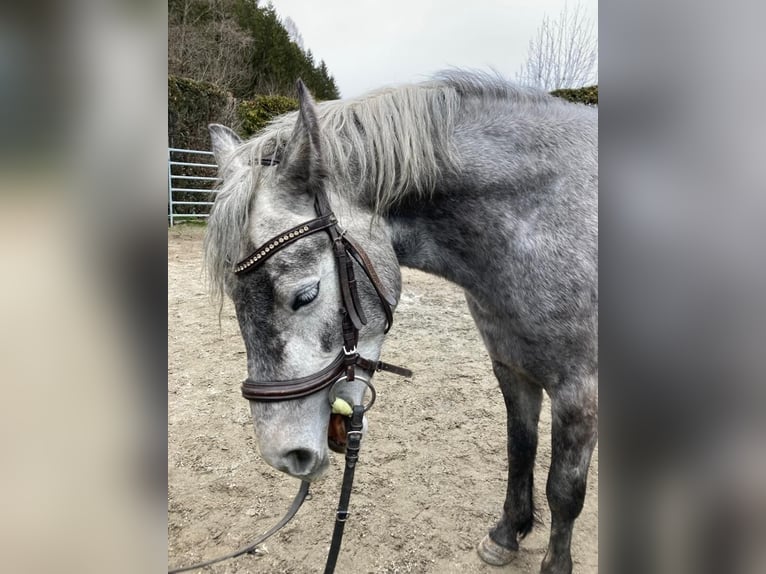 Connemara Giumenta 4 Anni 144 cm Grigio in AldransAldrans