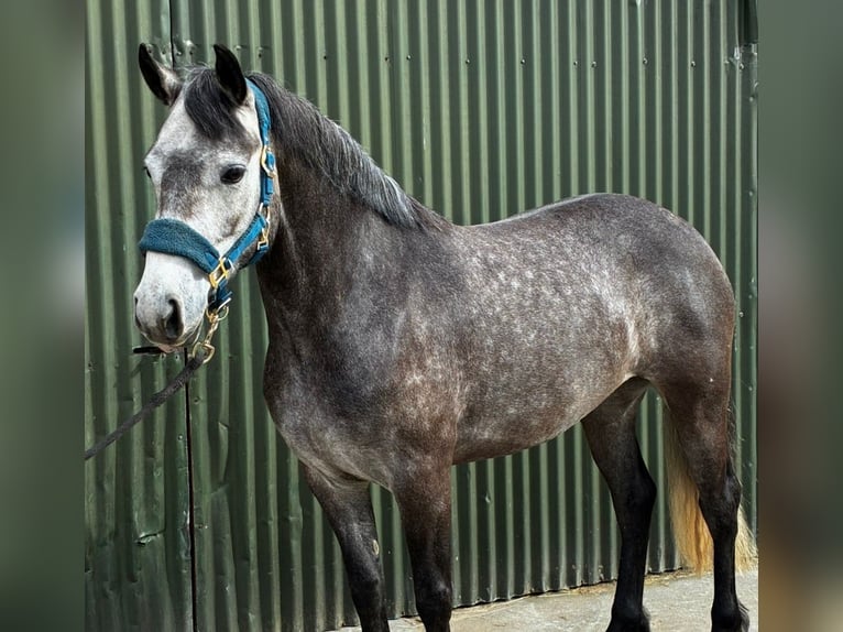 Connemara Giumenta 4 Anni 144 cm Grigio pezzato in Sligo