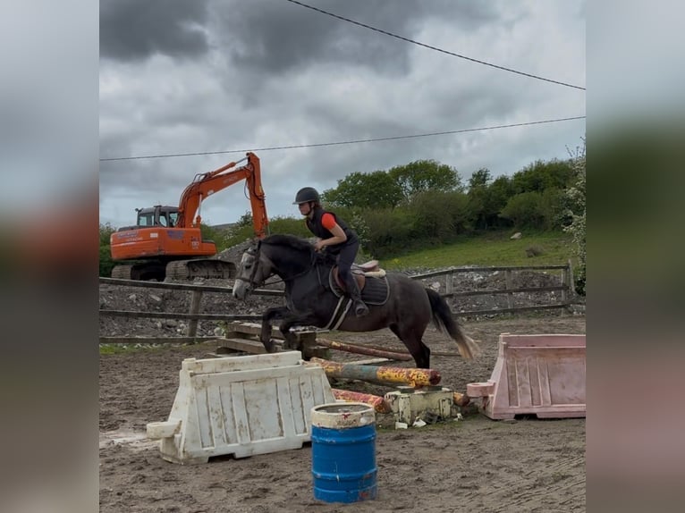 Connemara Giumenta 4 Anni 144 cm Grigio pezzato in Sligo