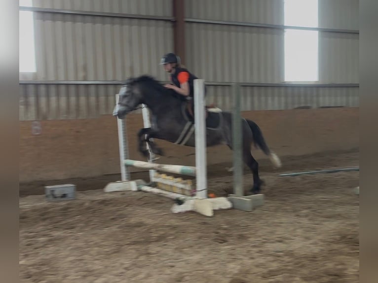 Connemara Giumenta 4 Anni 144 cm Grigio pezzato in Sligo