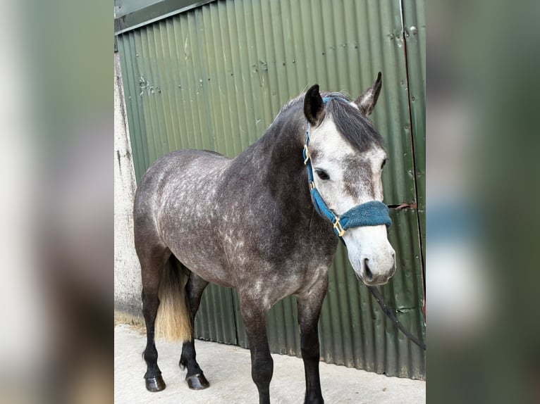 Connemara Giumenta 4 Anni 144 cm Grigio pezzato in Sligo