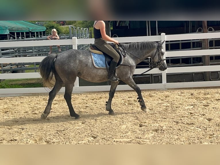 Connemara Giumenta 4 Anni 144 cm Leardo in Morsbach