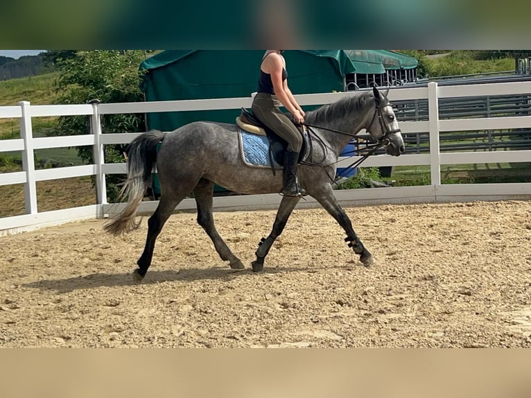 Connemara Giumenta 4 Anni 144 cm Leardo in Morsbach