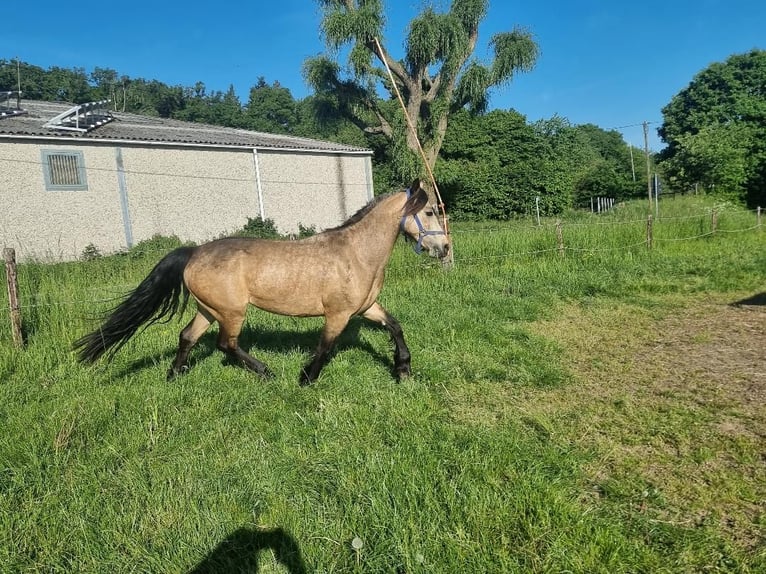 Connemara Giumenta 4 Anni 144 cm Pelle di daino in Euskirchen