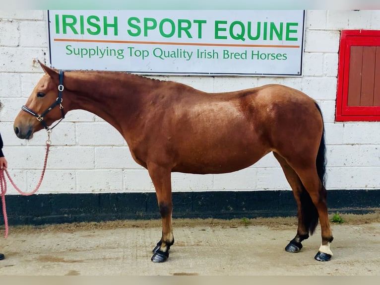 Connemara Giumenta 4 Anni 145 cm Baio in Mountrath