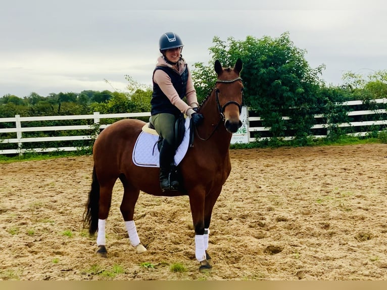 Connemara Giumenta 4 Anni 145 cm Baio in Mountrath