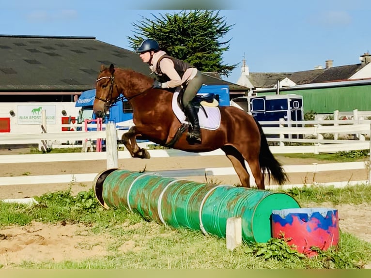 Connemara Giumenta 4 Anni 145 cm Baio in Mountrath