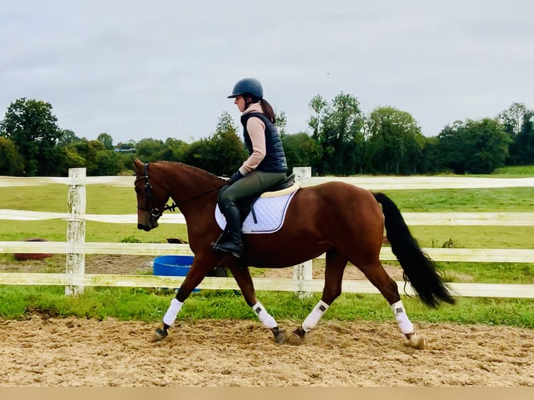 Connemara Giumenta 4 Anni 145 cm Baio in Mountrath