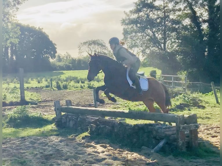 Connemara Giumenta 4 Anni 145 cm Baio in Mountrath