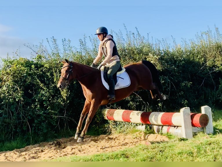 Connemara Giumenta 4 Anni 145 cm Baio in Mountrath