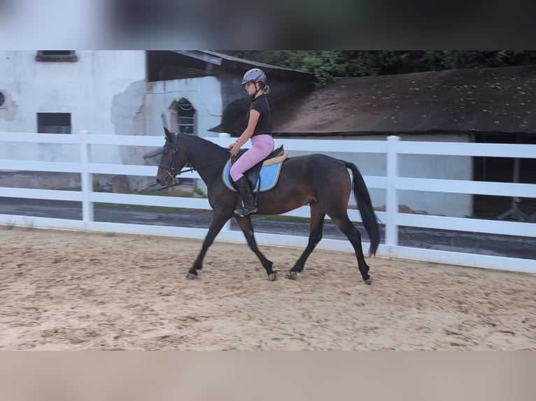 Connemara Giumenta 4 Anni 145 cm Baio in Morsbach