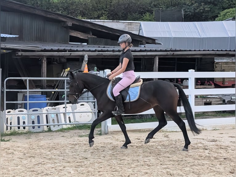 Connemara Giumenta 4 Anni 145 cm Baio in Morsbach