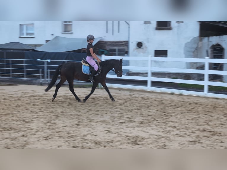 Connemara Giumenta 4 Anni 145 cm Baio in Morsbach