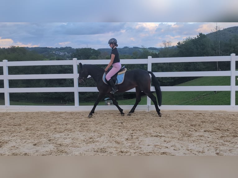 Connemara Giumenta 4 Anni 145 cm Baio in Morsbach