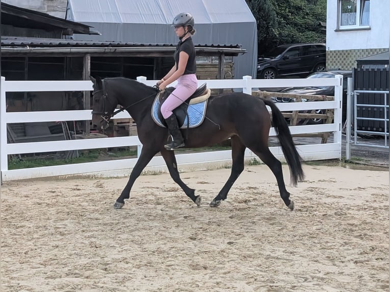 Connemara Giumenta 4 Anni 145 cm Baio in Morsbach