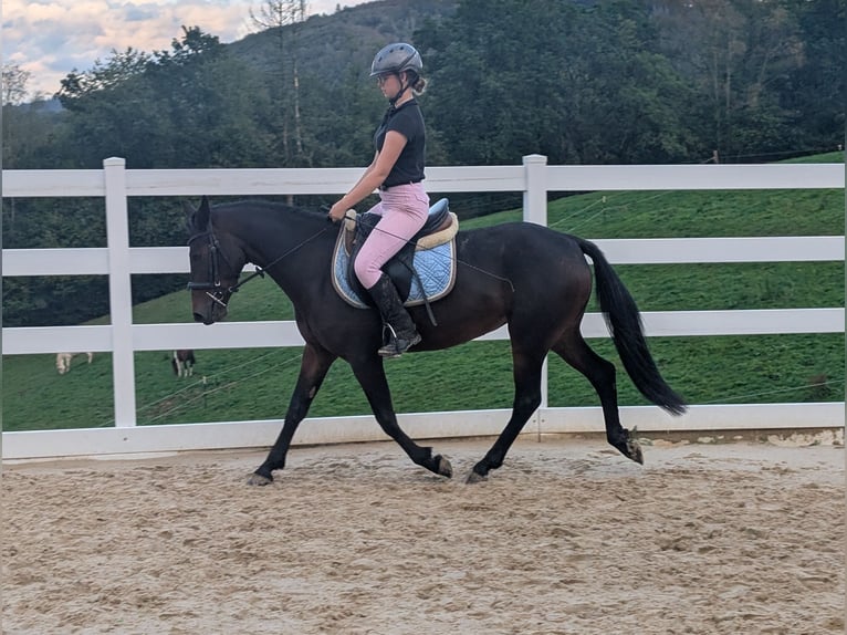 Connemara Giumenta 4 Anni 145 cm Baio in Morsbach