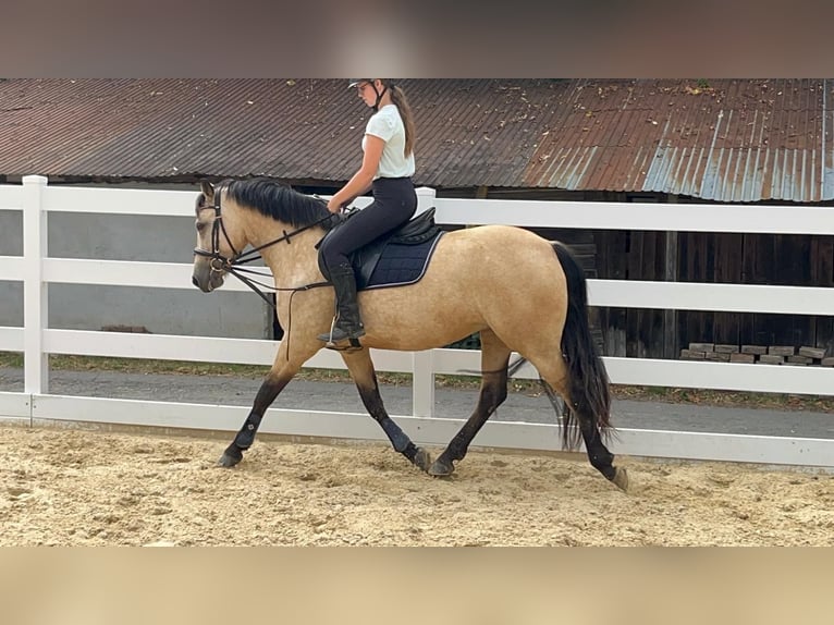 Connemara Giumenta 4 Anni 145 cm Falbo in Morsbach