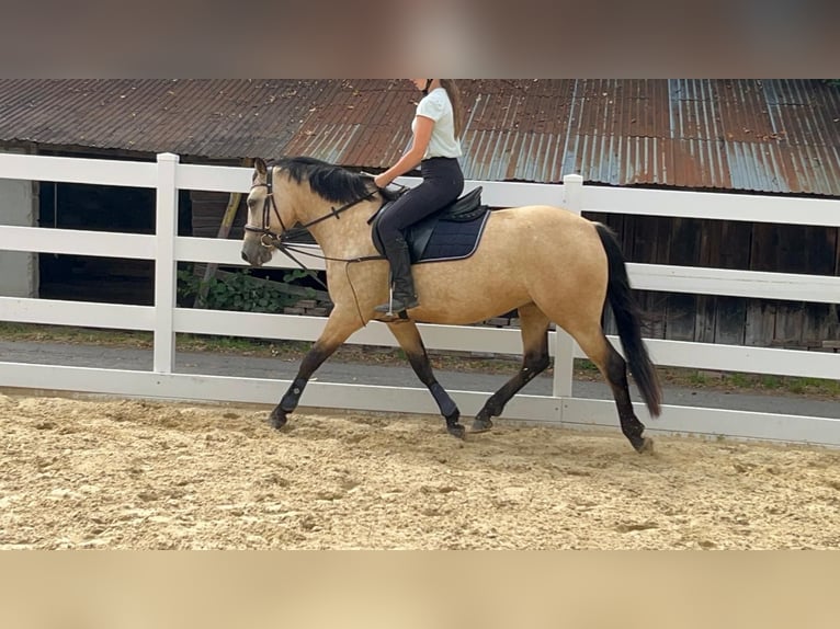 Connemara Giumenta 4 Anni 145 cm Falbo in Morsbach