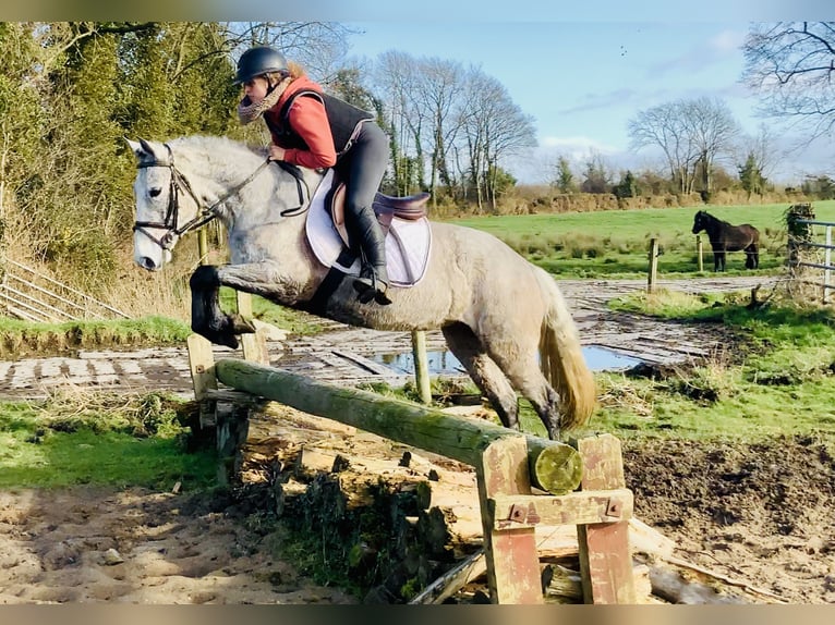 Connemara Giumenta 4 Anni 145 cm Grigio in Mountrath