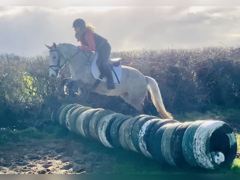 Connemara Giumenta 4 Anni 145 cm Grigio in Mountrath