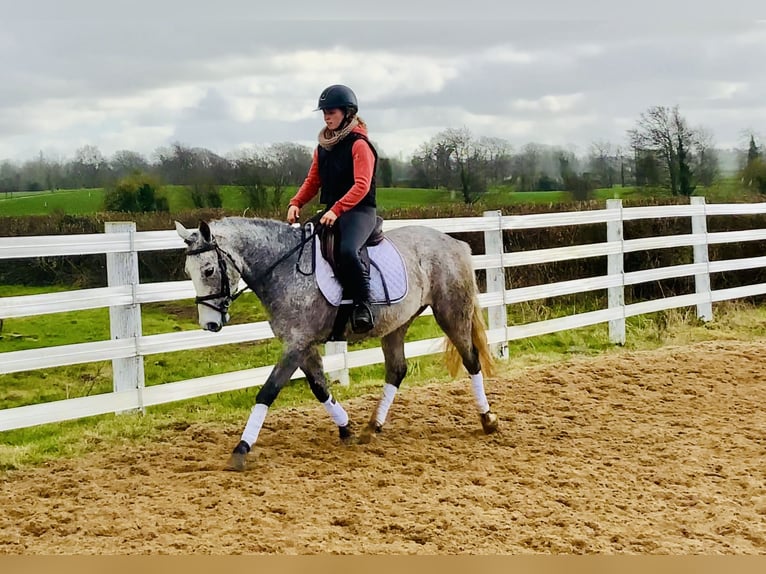 Connemara Giumenta 4 Anni 145 cm Grigio in Mountrath