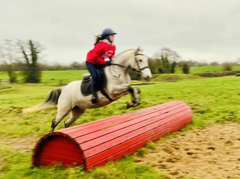 Connemara Giumenta 4 Anni 145 cm Grigio in Mountrath