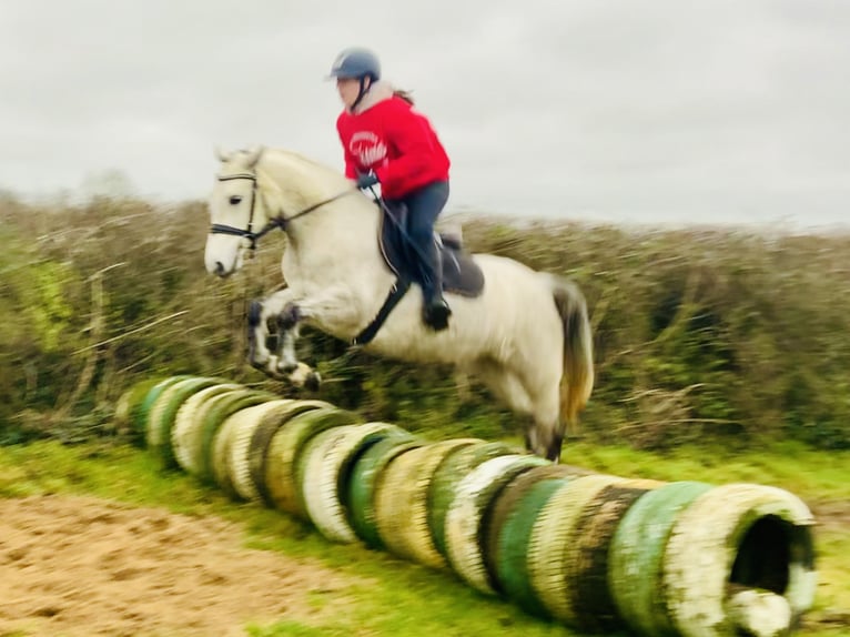 Connemara Giumenta 4 Anni 145 cm Grigio in Mountrath