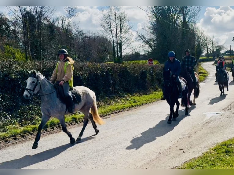 Connemara Giumenta 4 Anni 145 cm Grigio in Mountrath