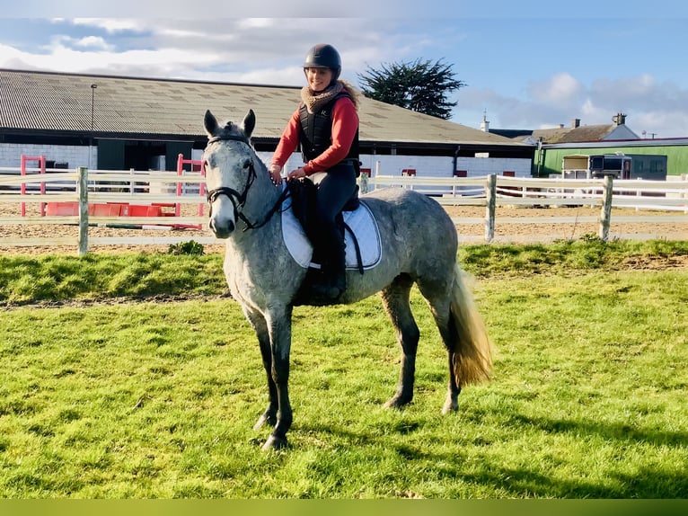 Connemara Giumenta 4 Anni 145 cm Grigio in Mountrath