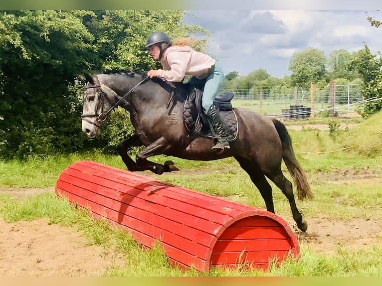 Connemara Giumenta 4 Anni 145 cm Grigio in Mountrath