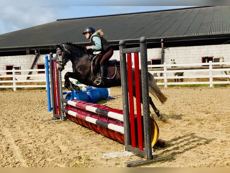 Connemara Giumenta 4 Anni 145 cm Grigio in Mountrath