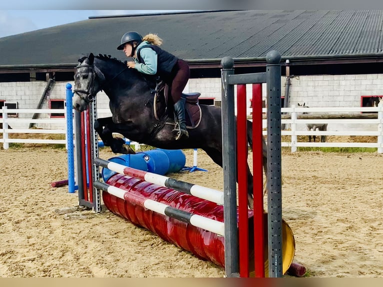 Connemara Giumenta 4 Anni 145 cm Grigio in Mountrath