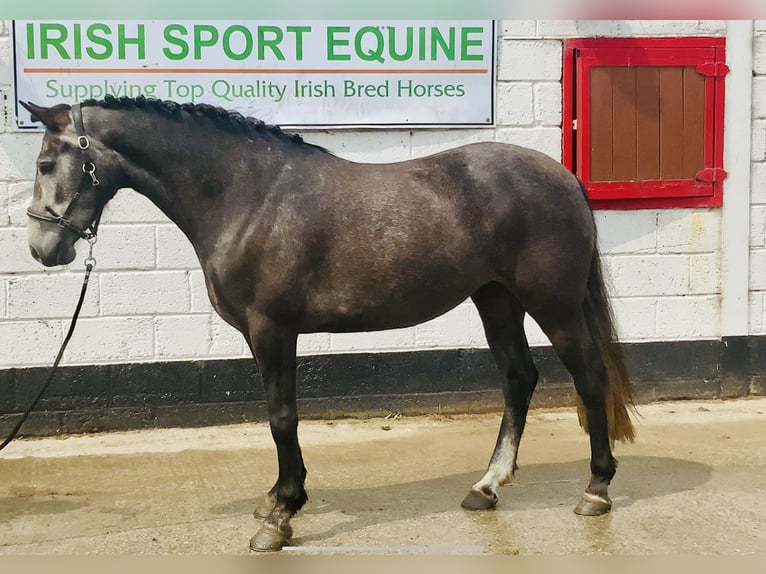 Connemara Giumenta 4 Anni 145 cm Grigio in Mountrath