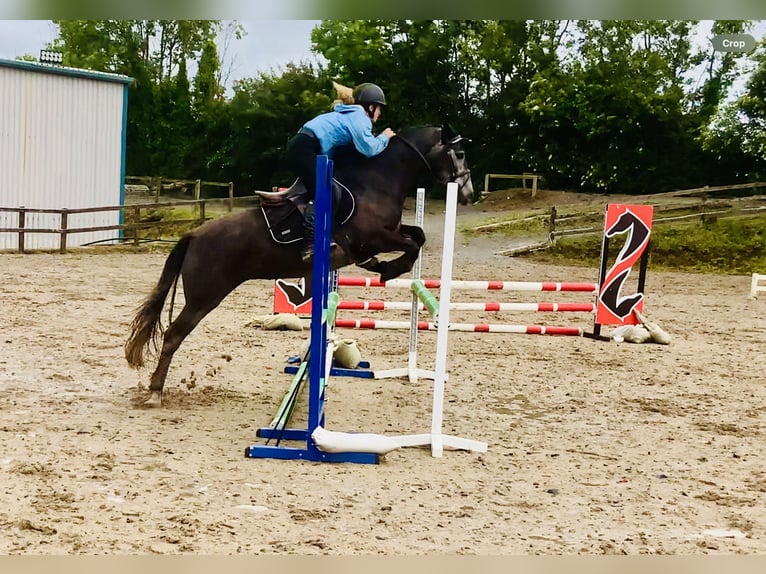 Connemara Giumenta 4 Anni 145 cm Grigio in Mountrath