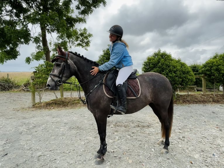 Connemara Giumenta 4 Anni 145 cm Grigio in Mountrath