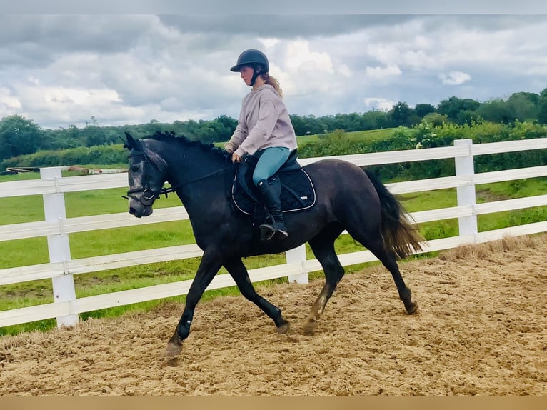 Connemara Giumenta 4 Anni 145 cm Grigio in Mountrath