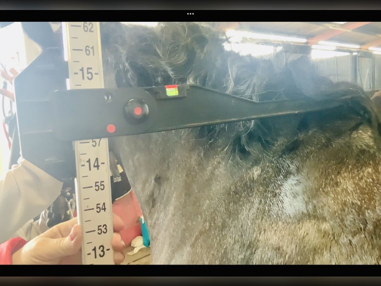 Connemara Giumenta 4 Anni 145 cm Grigio in Mountrath