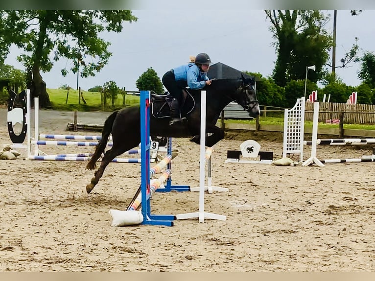 Connemara Giumenta 4 Anni 145 cm Grigio in Mountrath