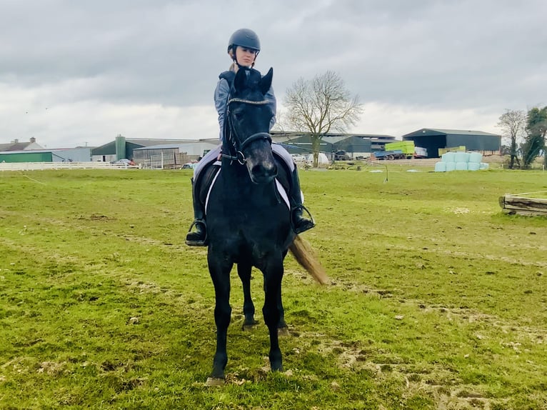 Connemara Giumenta 4 Anni 145 cm Grigio in Mountrath