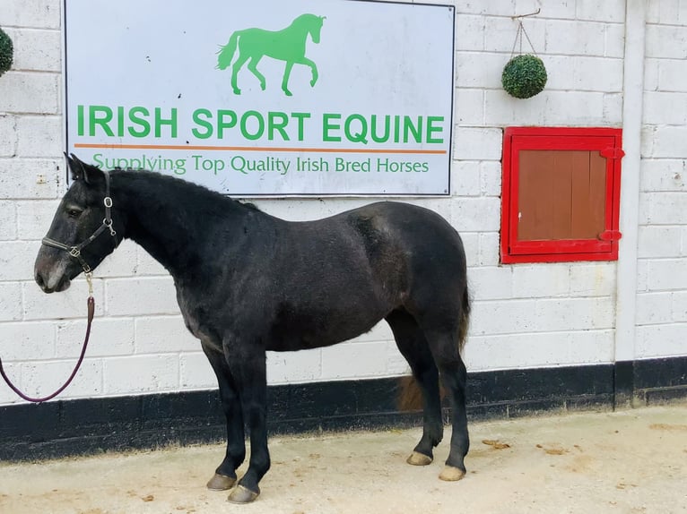 Connemara Giumenta 4 Anni 145 cm Grigio in Mountrath