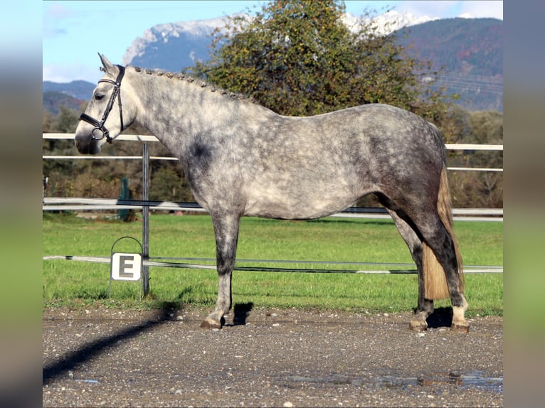 Connemara Giumenta 4 Anni 145 cm Grigio in Kirchbichl Connemara Giumenta 4 Anni 145 cm Grigio in Kirchbichl