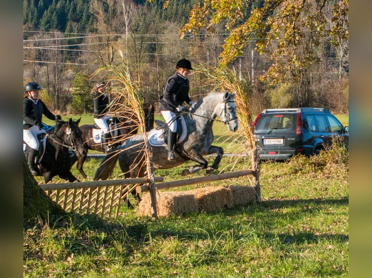 Connemara Giumenta 4 Anni 145 cm Grigio in Kirchbichl