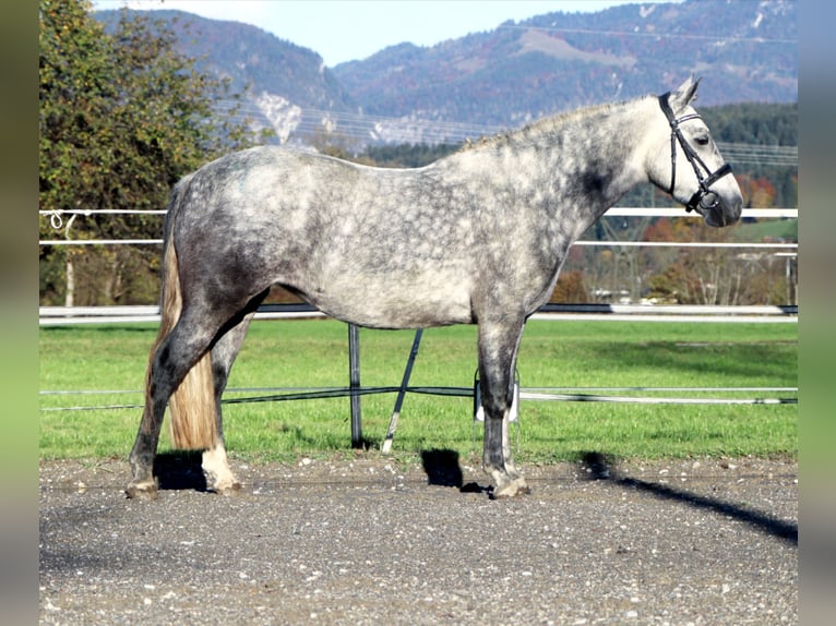 Connemara Giumenta 4 Anni 145 cm Grigio in Kirchbichl Connemara Giumenta 4 Anni 145 cm Grigio in Kirchbichl