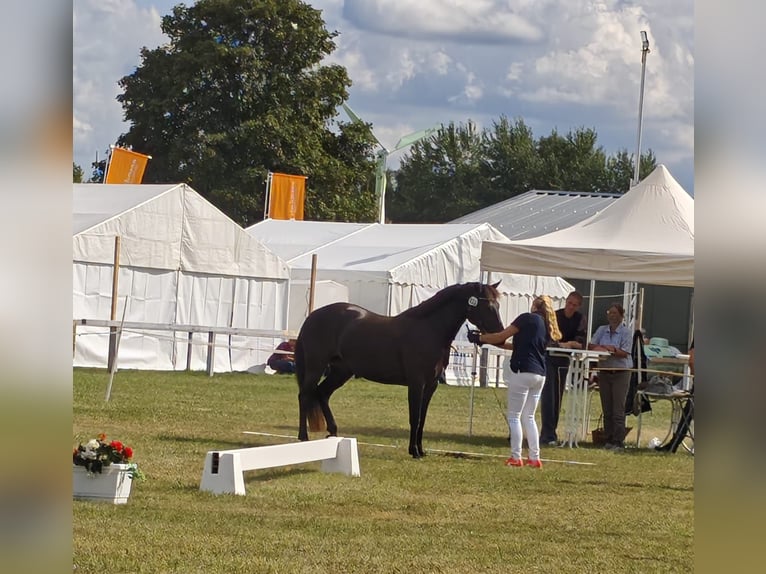 Connemara Giumenta 4 Anni 146 cm Baio nero in Altenholz