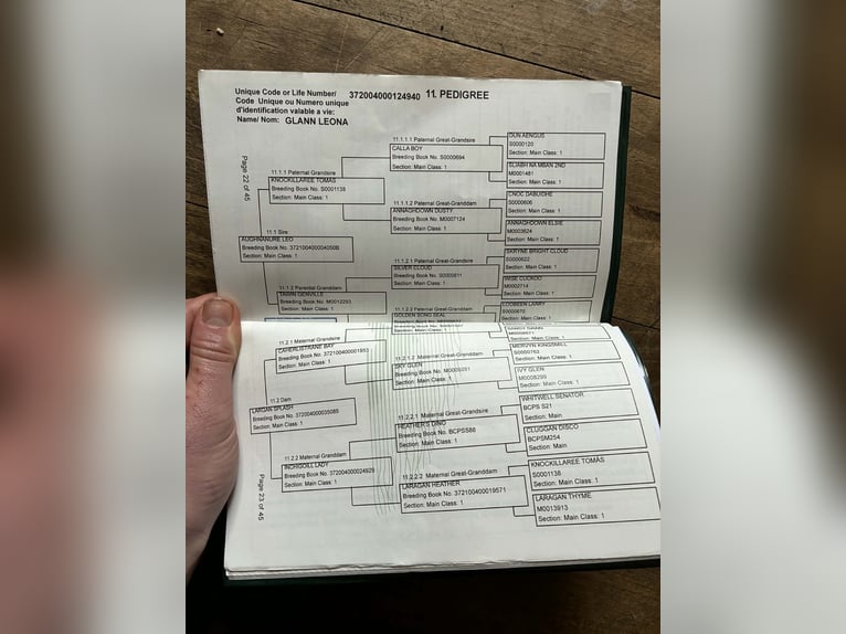 Connemara Giumenta 4 Anni 146 cm Falbo in Sligo