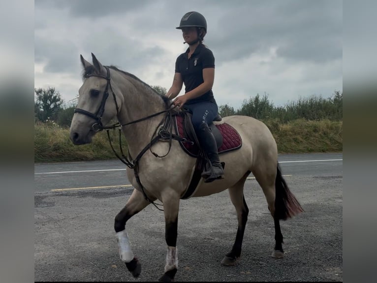 Connemara Giumenta 4 Anni 146 cm Falbo in Sligo