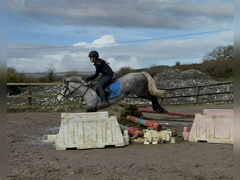 Connemara Giumenta 4 Anni 146 cm Grigio in Sligo