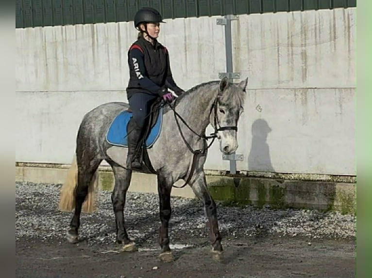 Connemara Giumenta 4 Anni 146 cm Grigio in Sligo