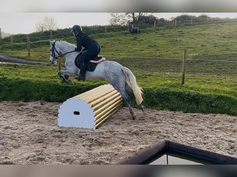 Connemara Giumenta 4 Anni 146 cm Grigio in Sligo