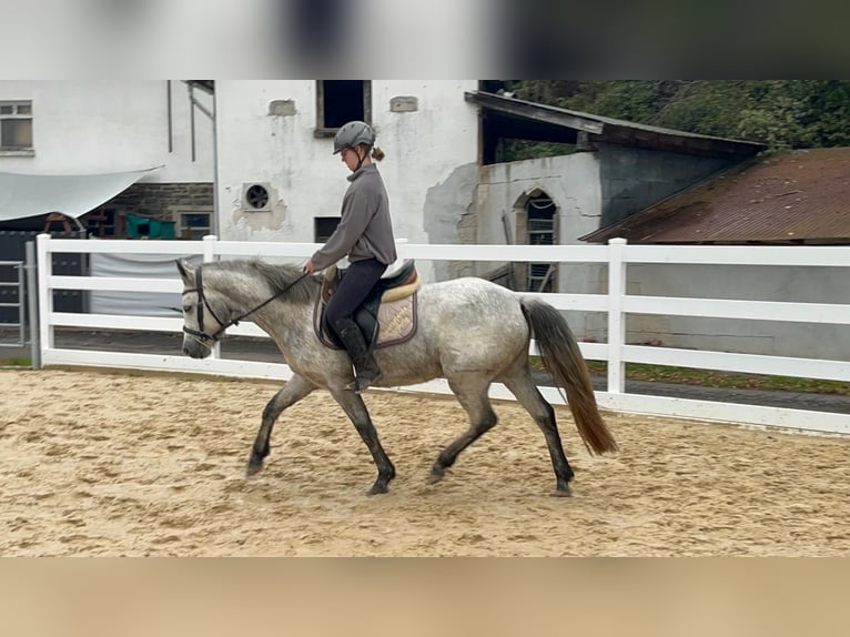 Connemara Giumenta 4 Anni 146 cm Grigio in Morsbach